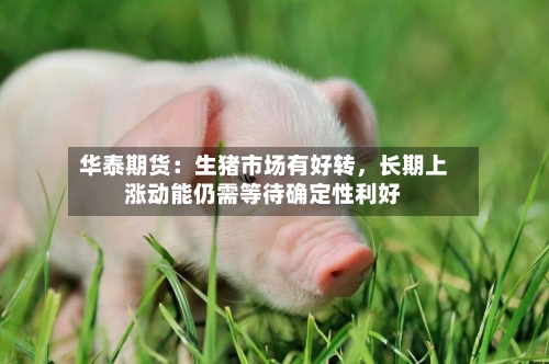 华泰期货：生猪市场有好转，长期上涨动能仍需等待确定性利好-第2张图片