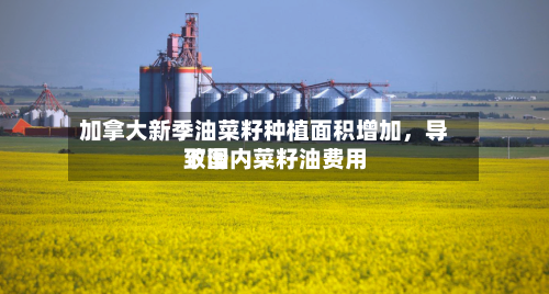 加拿大新季油菜籽种植面积增加，导致国内菜籽油费用下滑-第3张图片