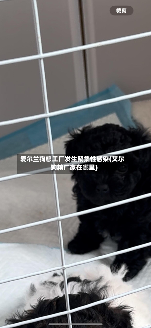 爱尔兰狗粮工厂发生聚集性感染(艾尔狗粮厂家在哪里)