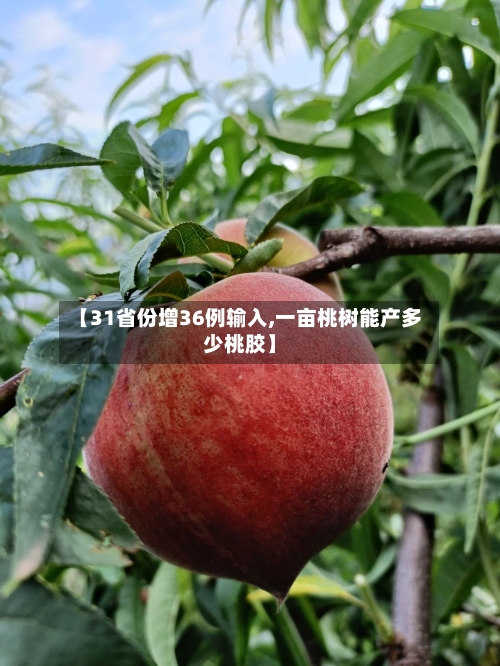 【31省份增36例输入,一亩桃树能产多少桃胶】