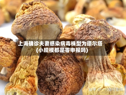 上海确诊夫妻感染病毒株型为德尔塔(小规模都是零申报吗)-第3张图片